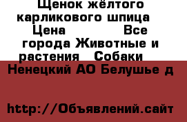 Щенок жёлтого карликового шпица  › Цена ­ 50 000 - Все города Животные и растения » Собаки   . Ненецкий АО,Белушье д.
